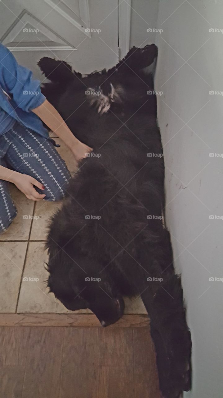 One, People, Adult, Dog, Mammal