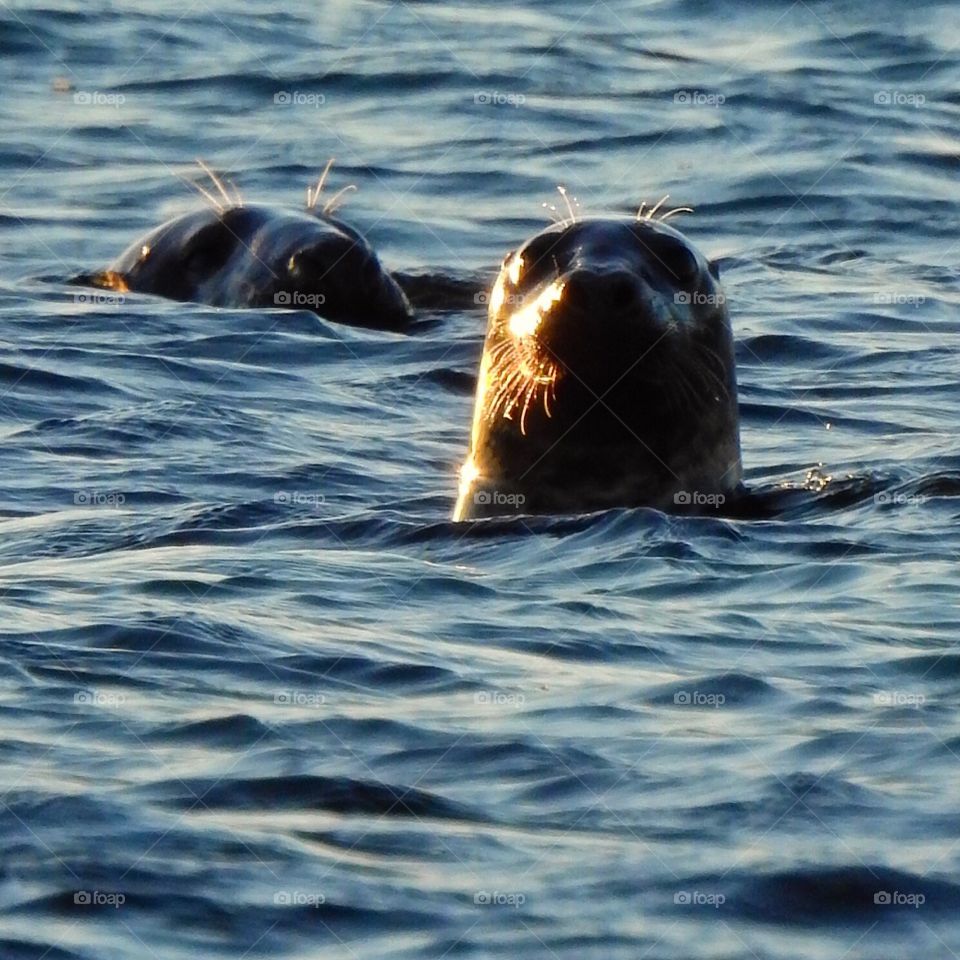 Seals