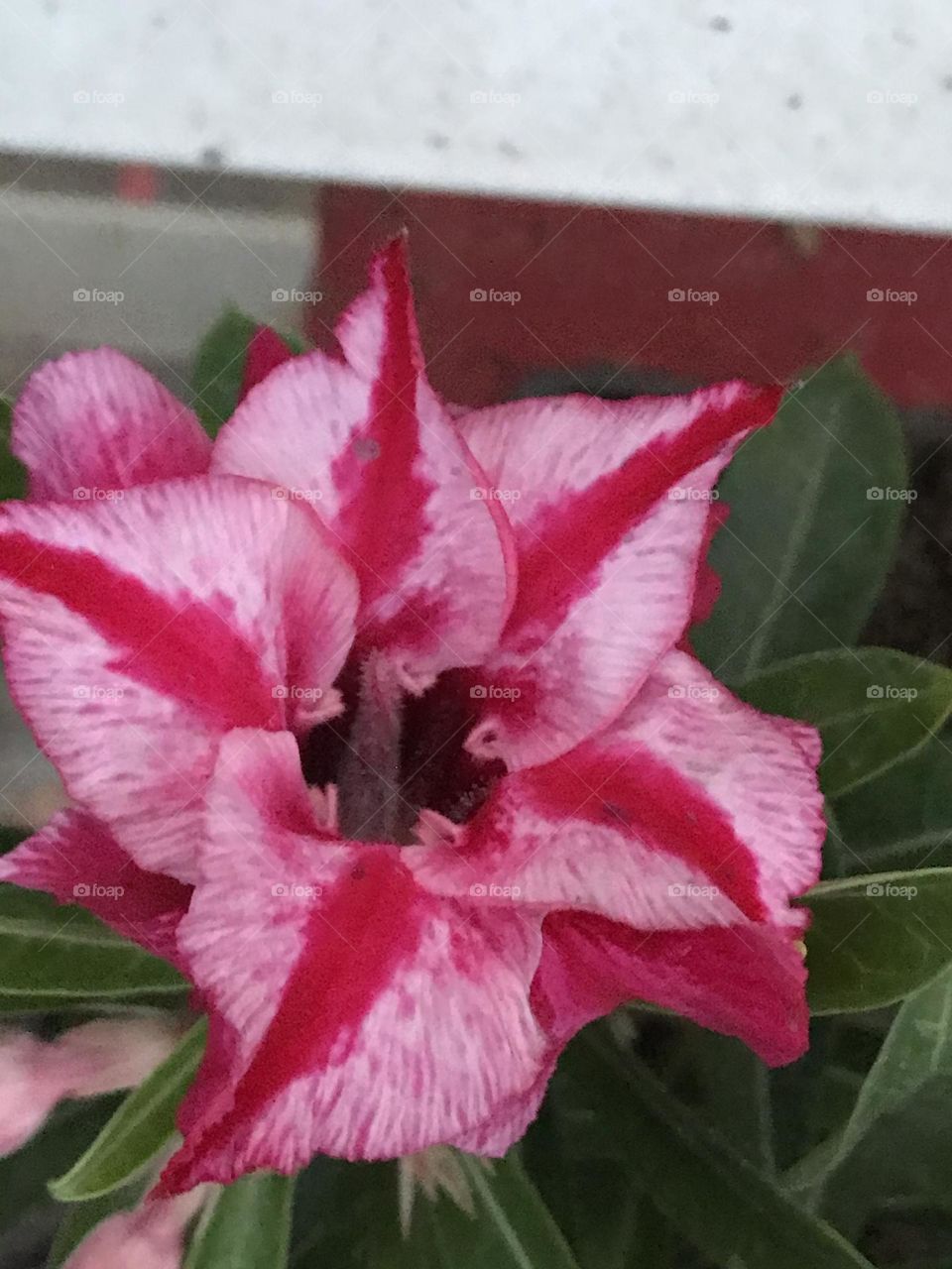 Adenium 