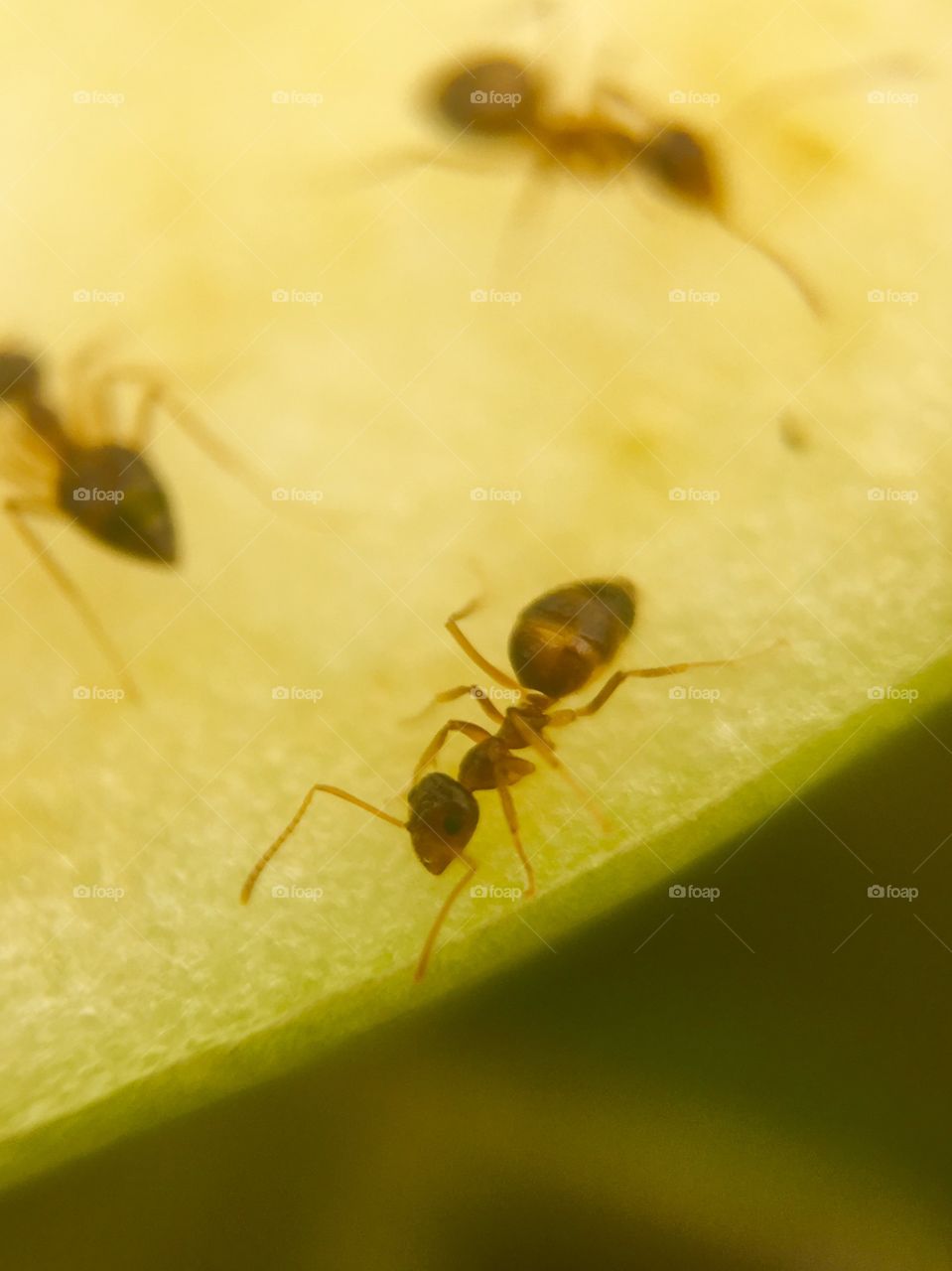 Ants working outside on some fruit 