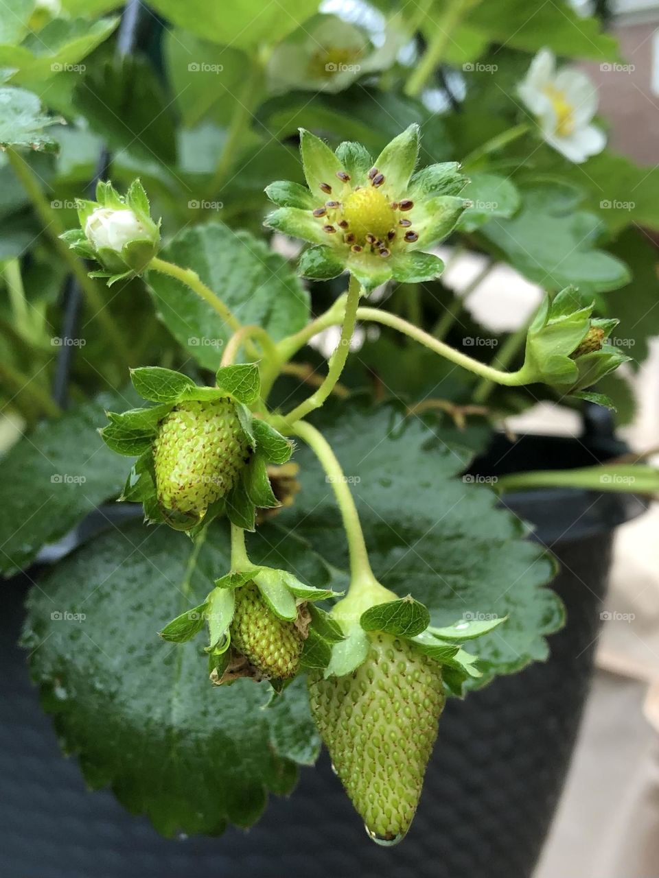 Hanging basket strawberries in backyard