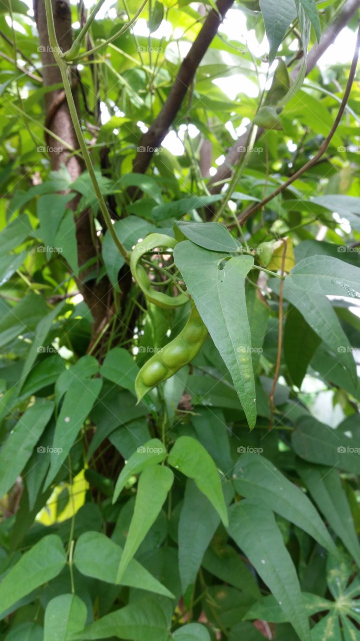 vegetable plants that creep into trees