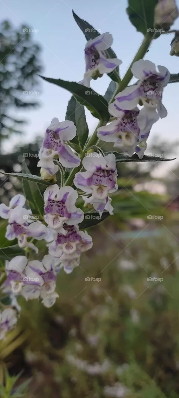 Willowleaf angelon