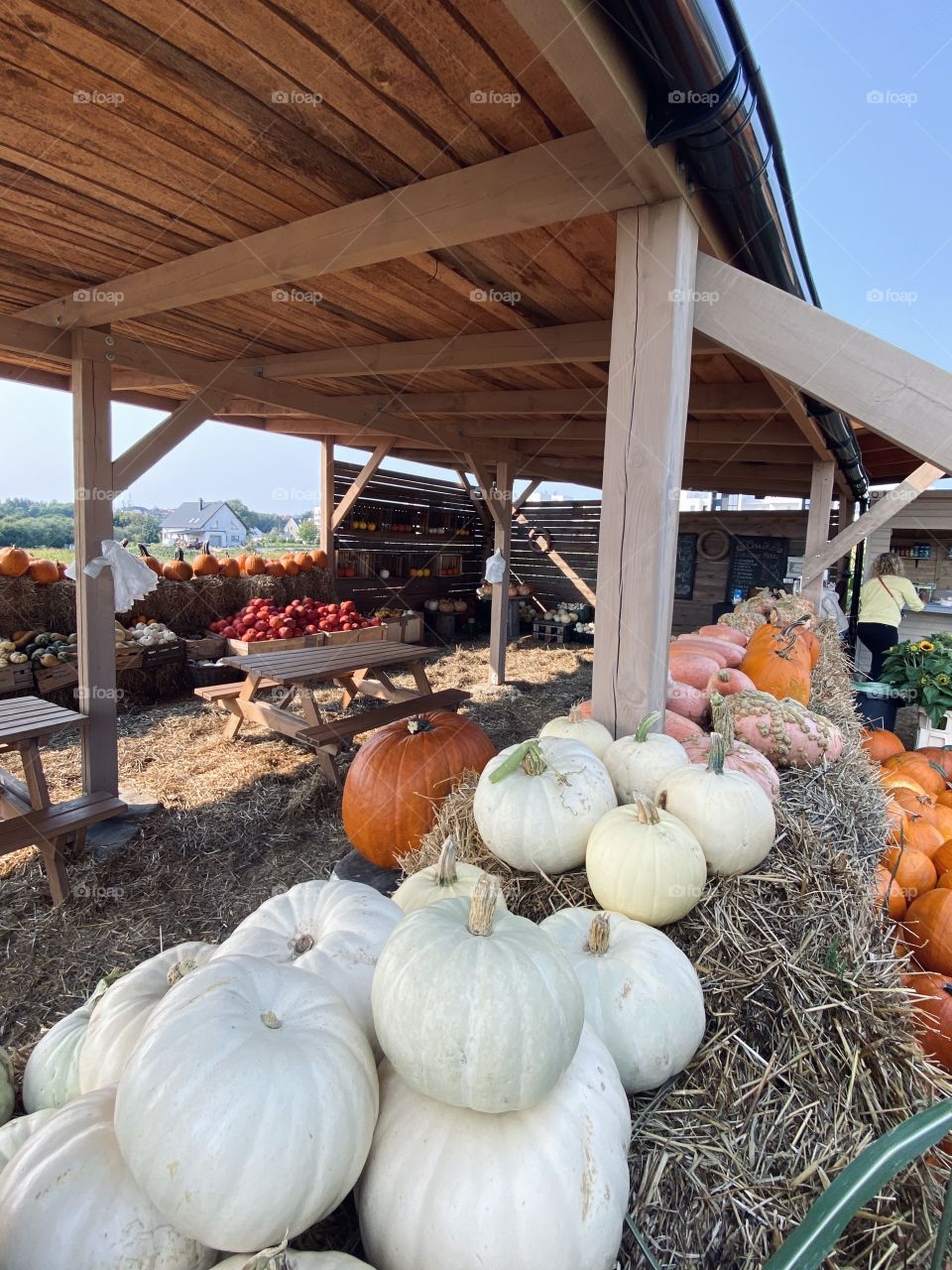 Pumpkin farm