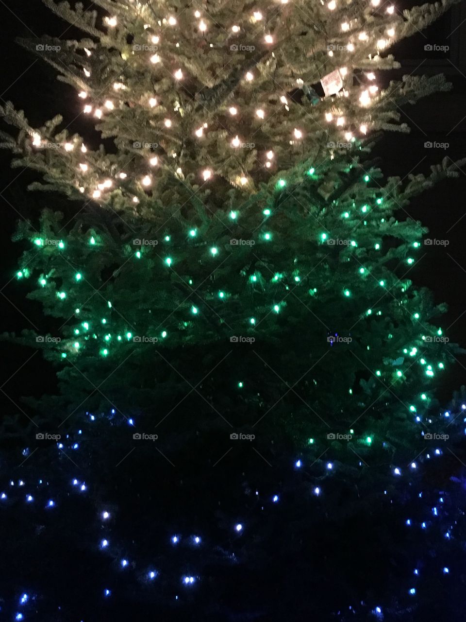 Lights on a tree