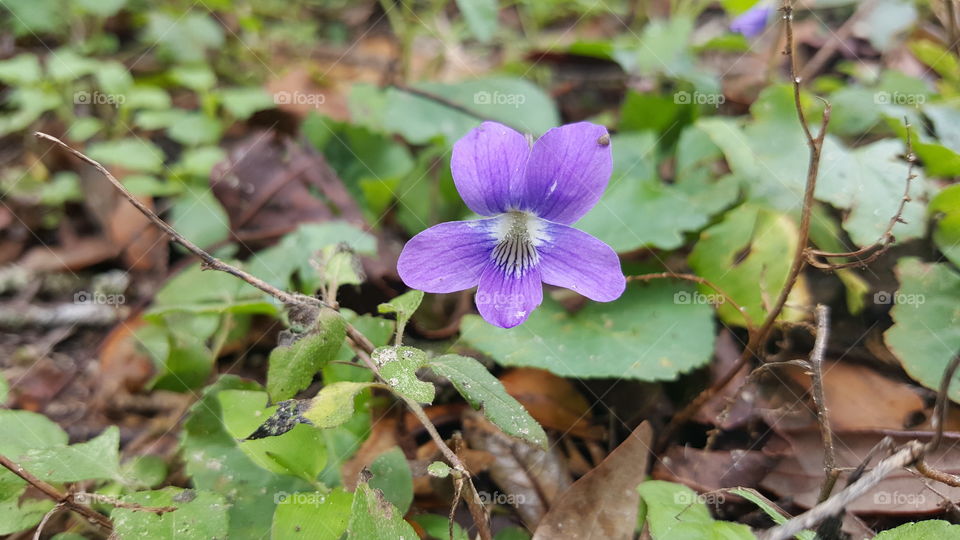weeds in flower