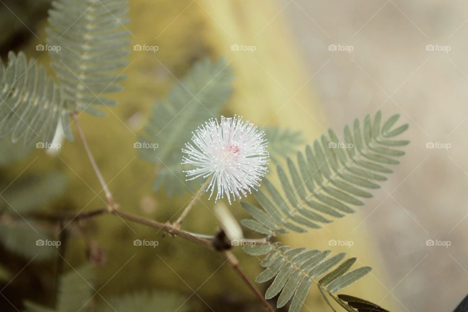 Mimosa pudica