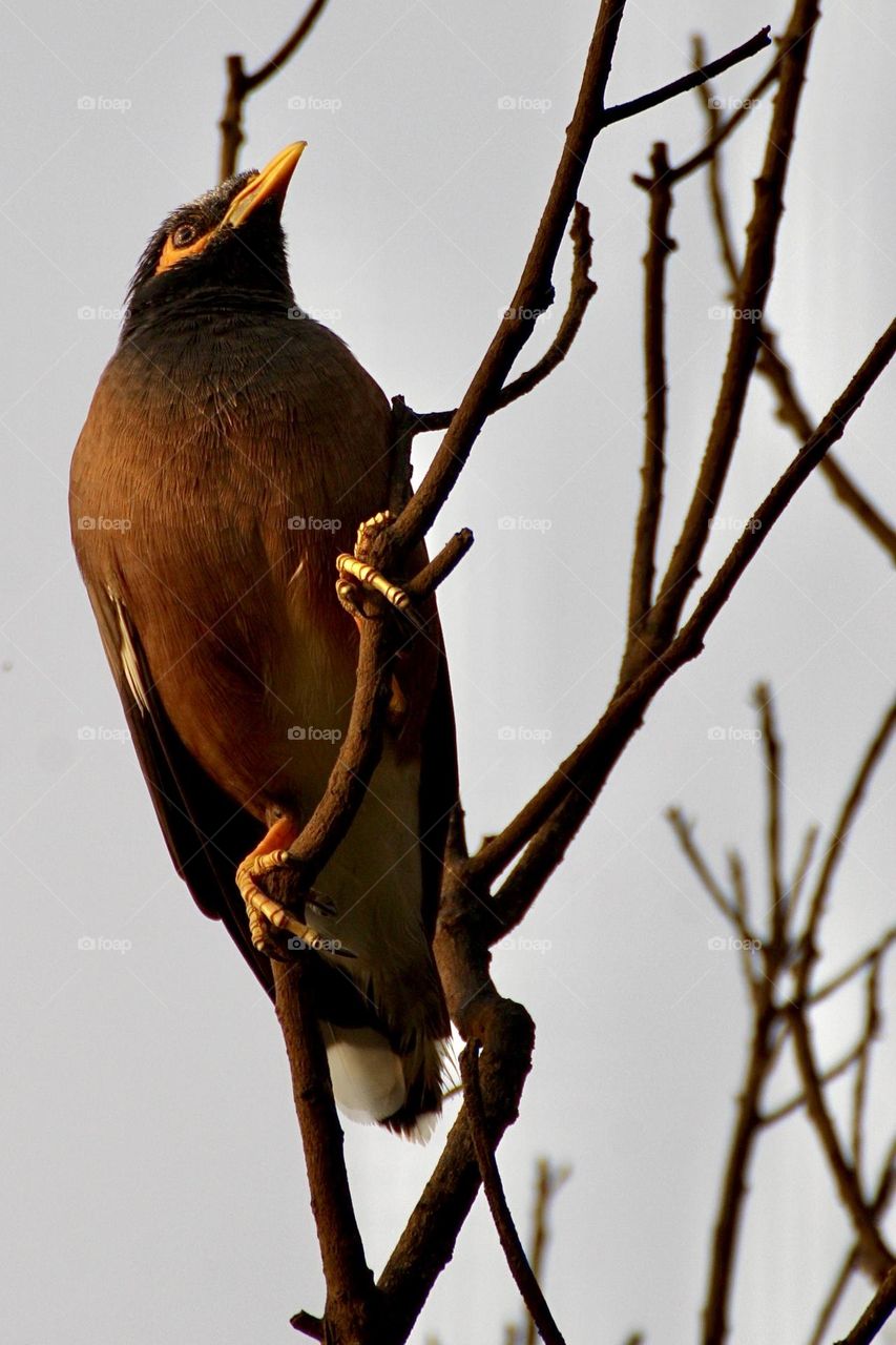 An Indian myna 