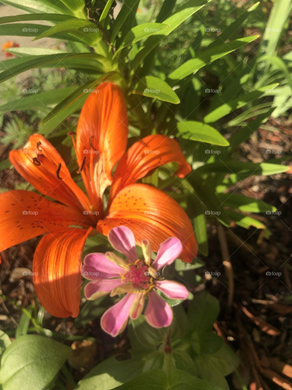 Orange Asiatic lily with a pink zinnia beside it in a beautiful closeup. 