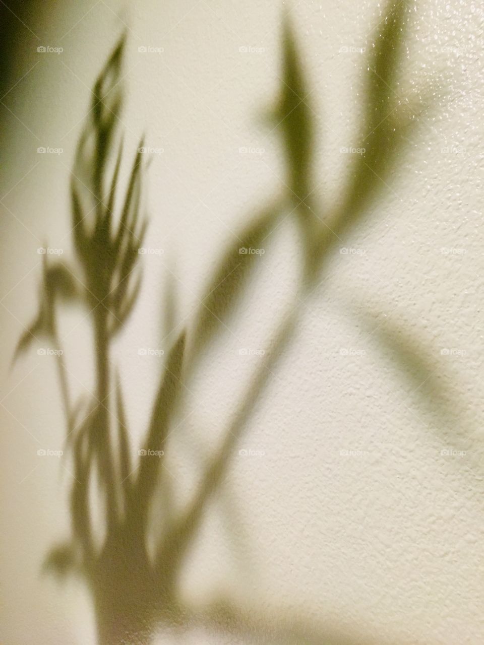 Plant shadow