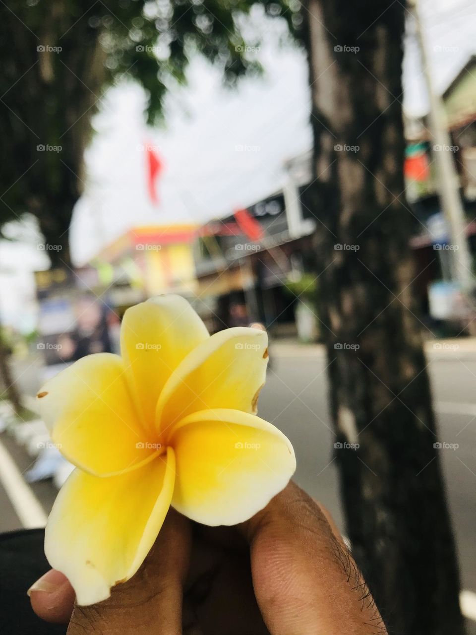 frangipani flower