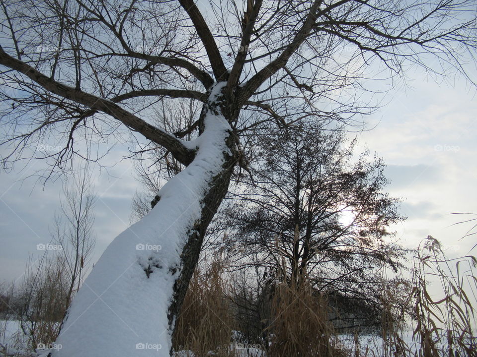 tree in the snow
