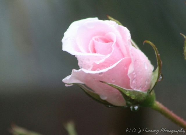 pink rose