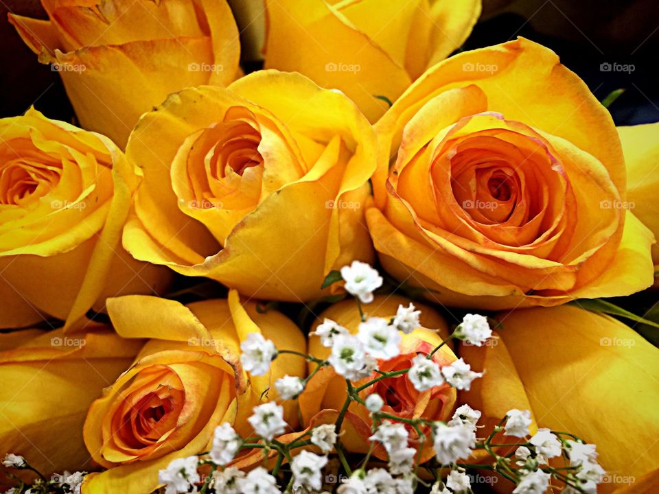 Yellow roses. Yellow roses