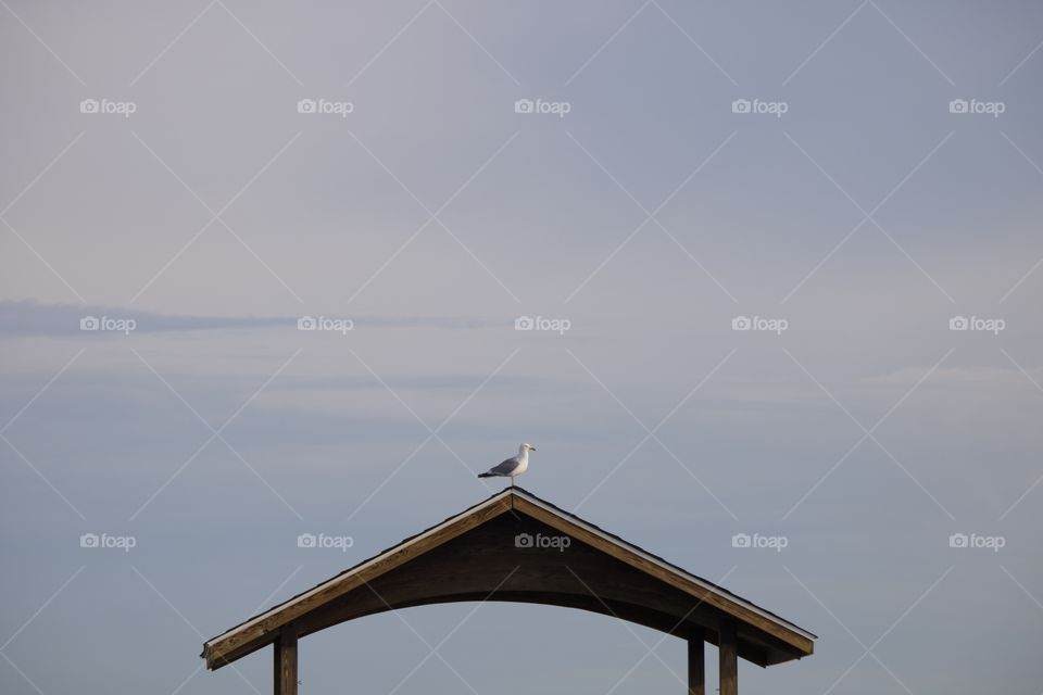 Seagull on roof