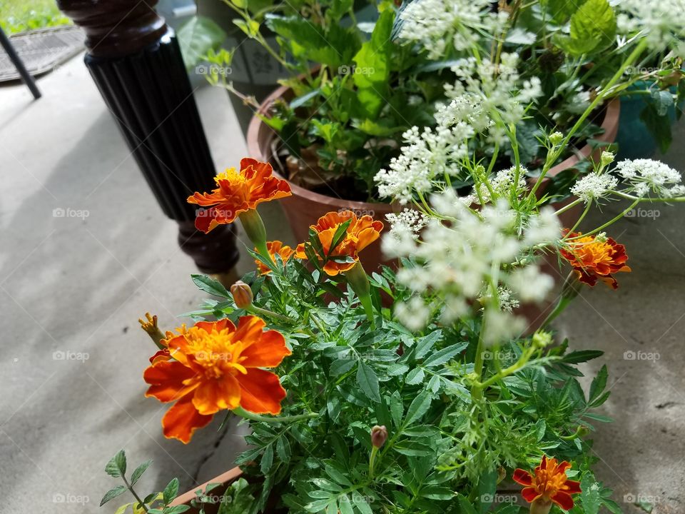 Flowers in my backyard