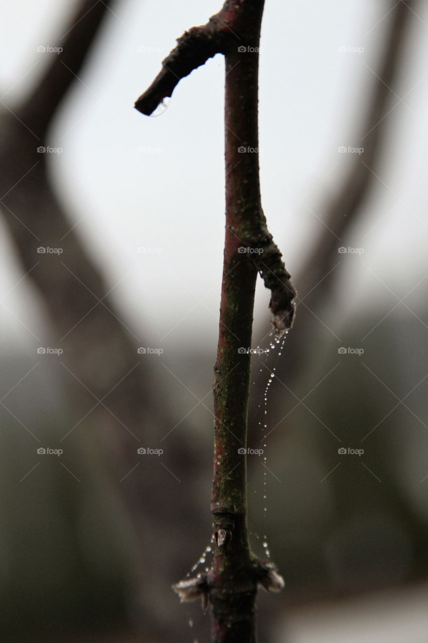 branch wet from the fog highlighted by a spiderweb coveted in dew drops.