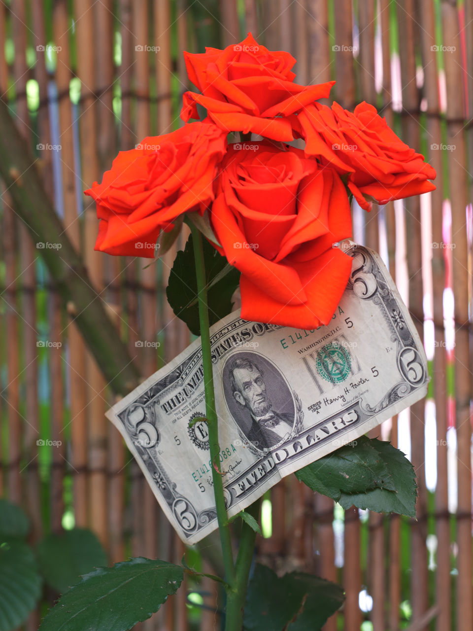 Rose and Money