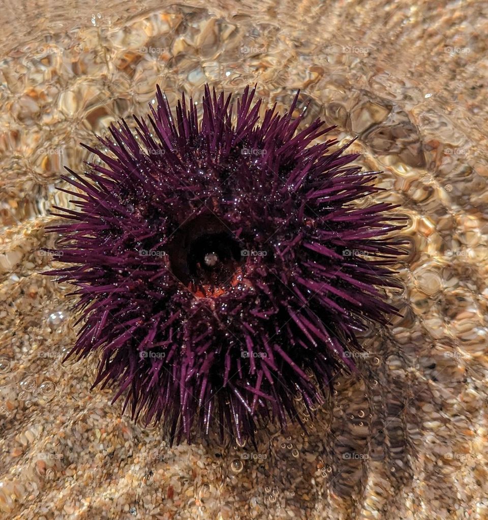 sea urchin