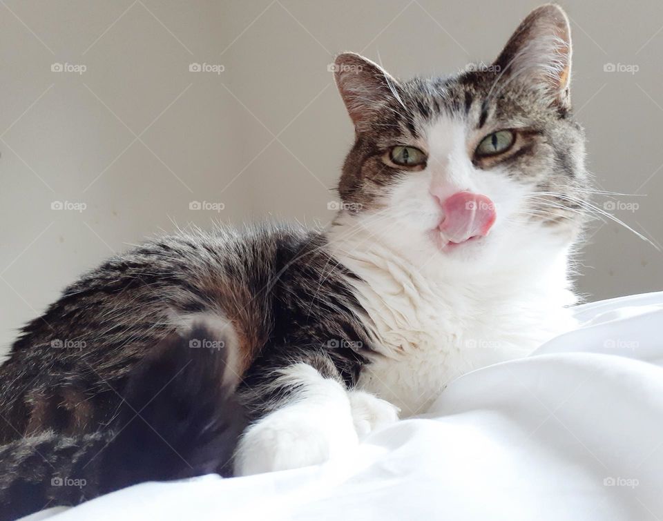 A grey and white tabbycat lays on a white sheet on a bed. She is caught mid lick.