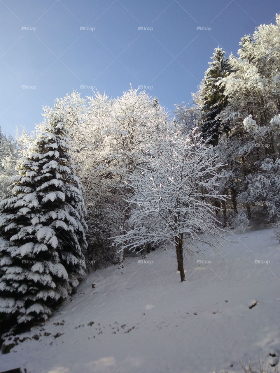 Bad Wildbad in winter