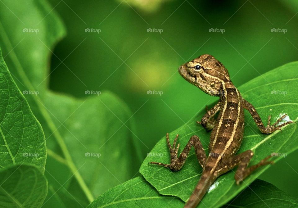 Animal photography - Oriental lizard - Closeup 