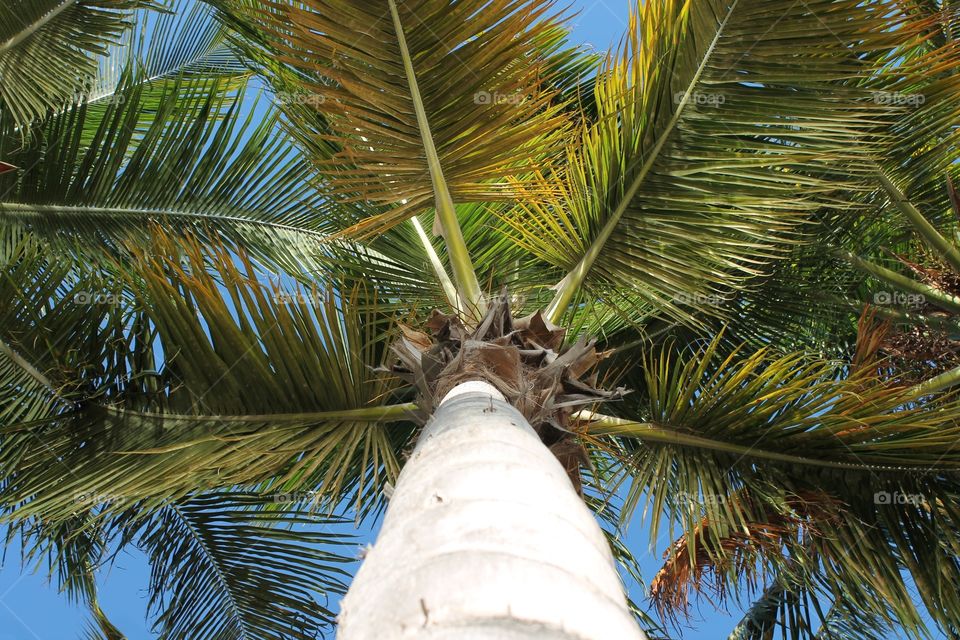 Palm, Tropical, Tree, No Person, Exotic