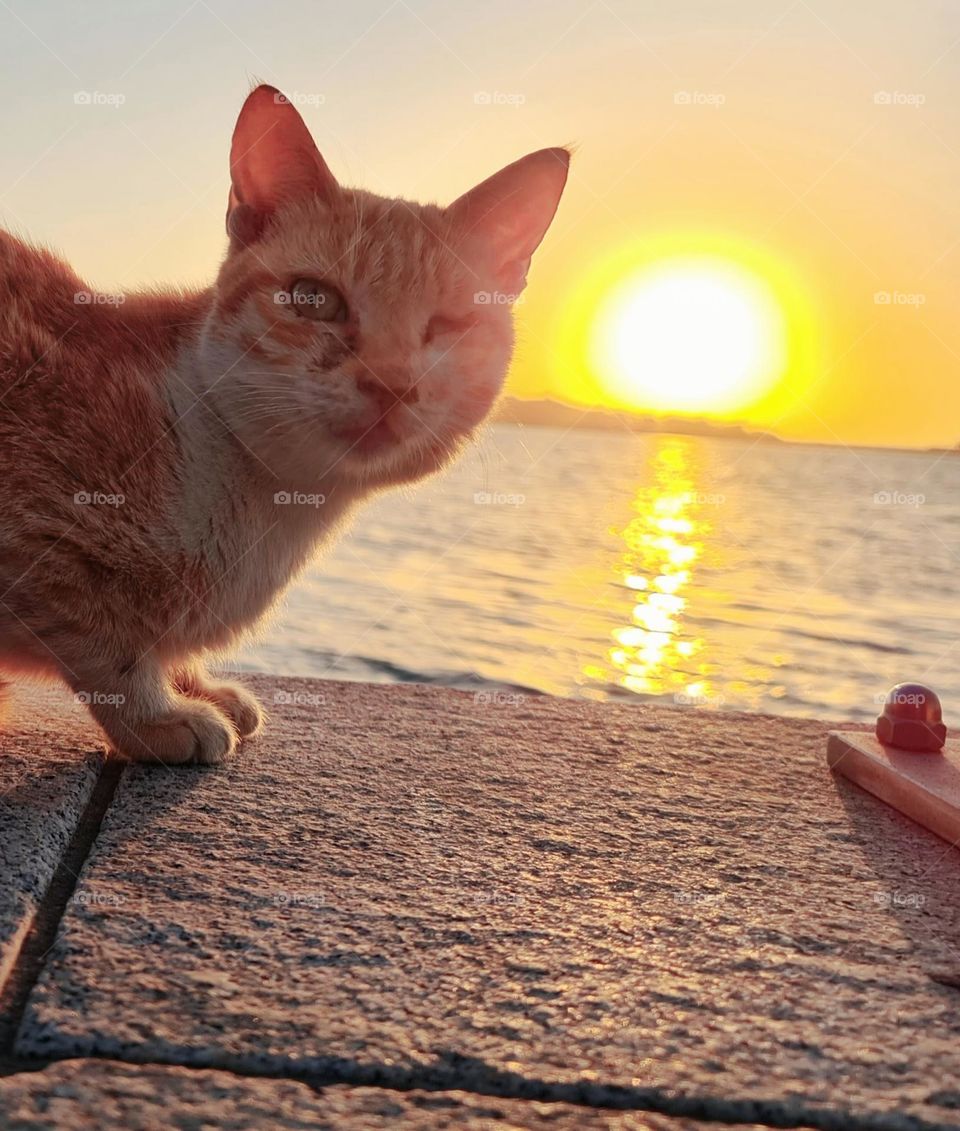 A cat 🐈 with sunshine 🌞