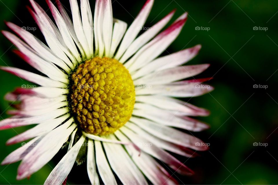 Daisy flower