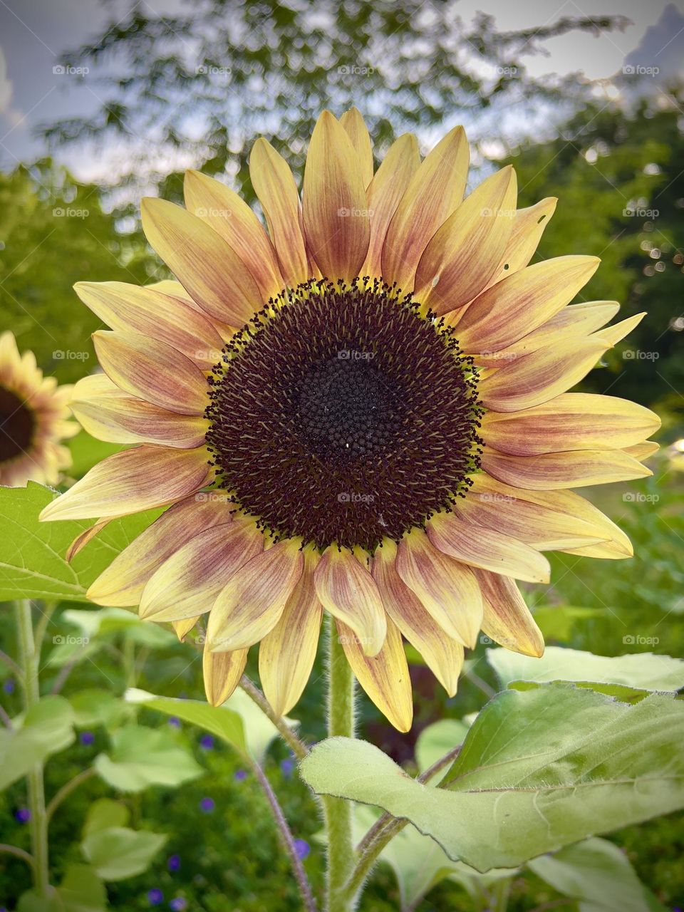 Beautiful sunflower 