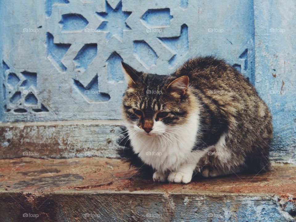 Cat looking down