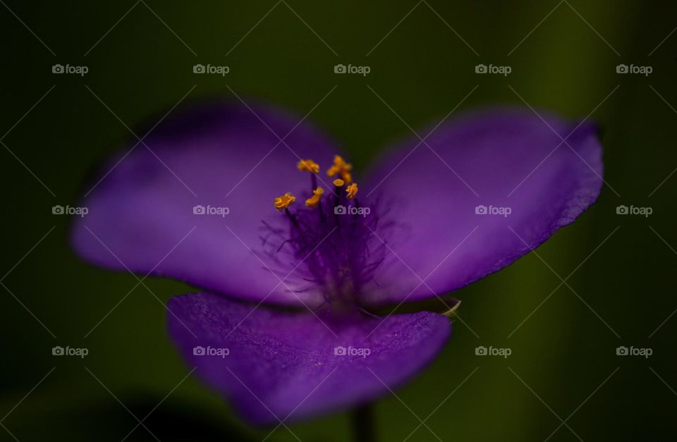 Close up of a beautiful little flower 