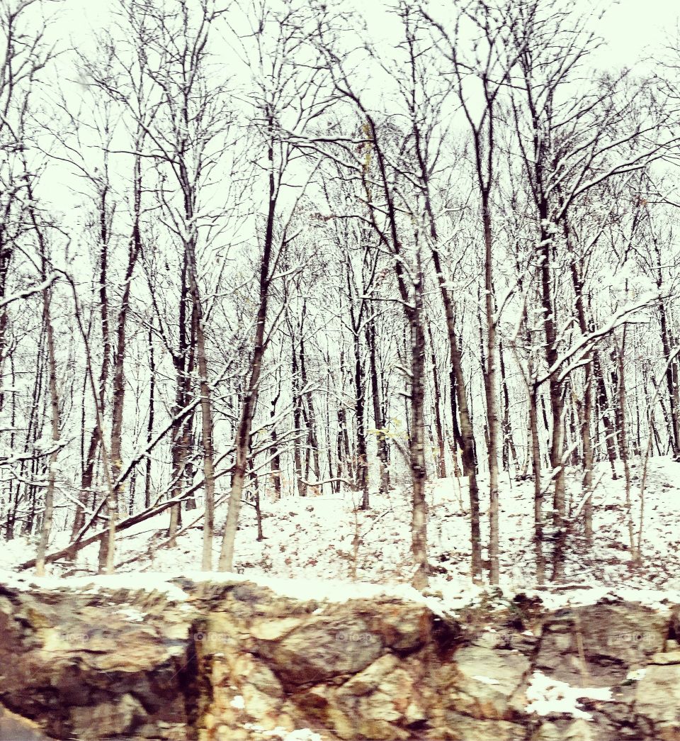 Snowy bare tree