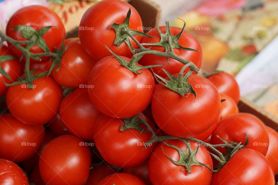 fresh tomatoes 