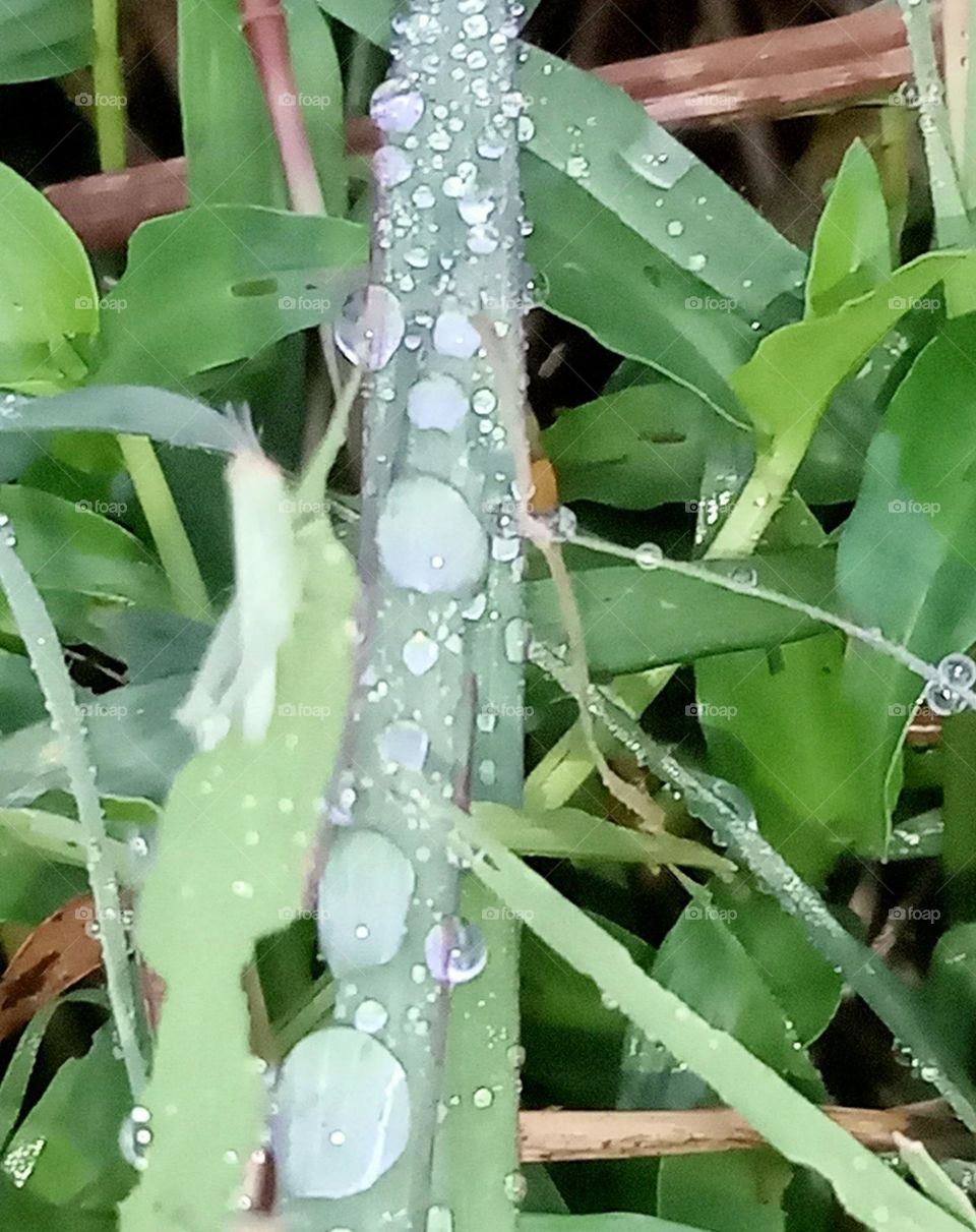 Water on the leaf