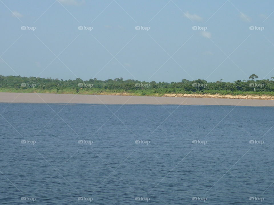 árvores no rio Amazonas