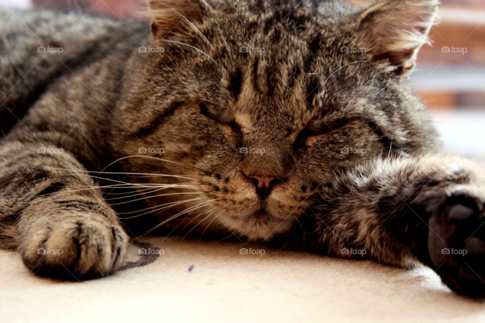 cat animal portrait sleepy by ndia