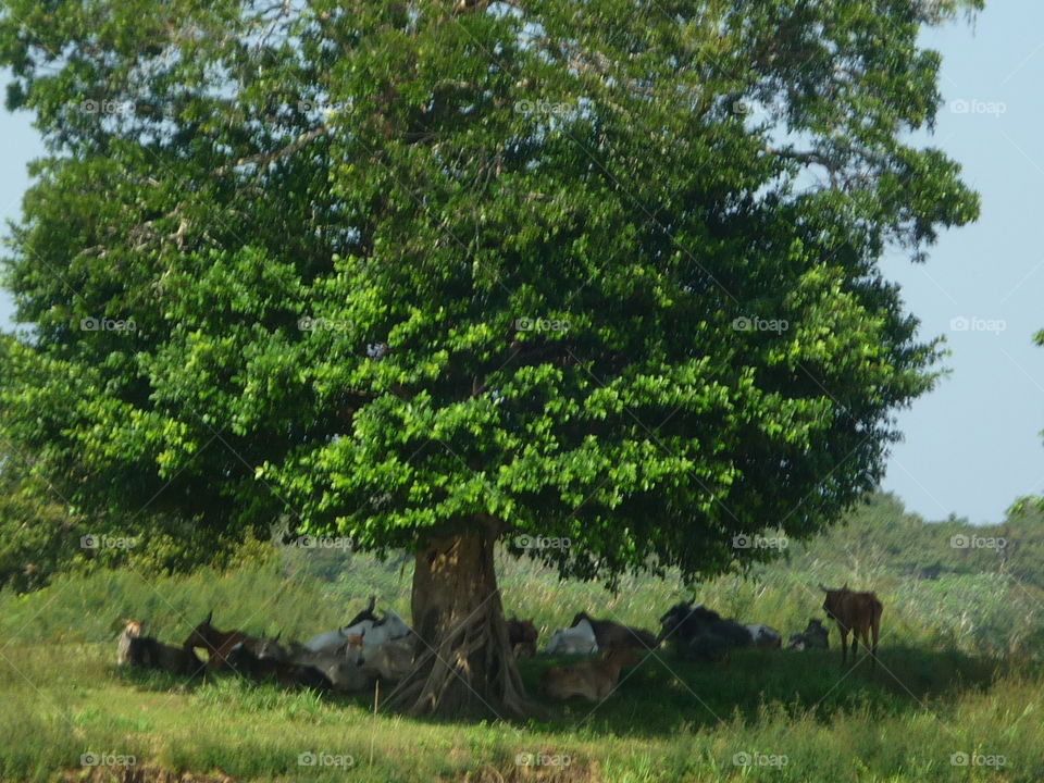 árvores no rio Amazonas