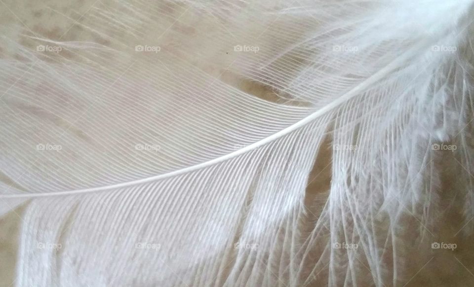 Feather