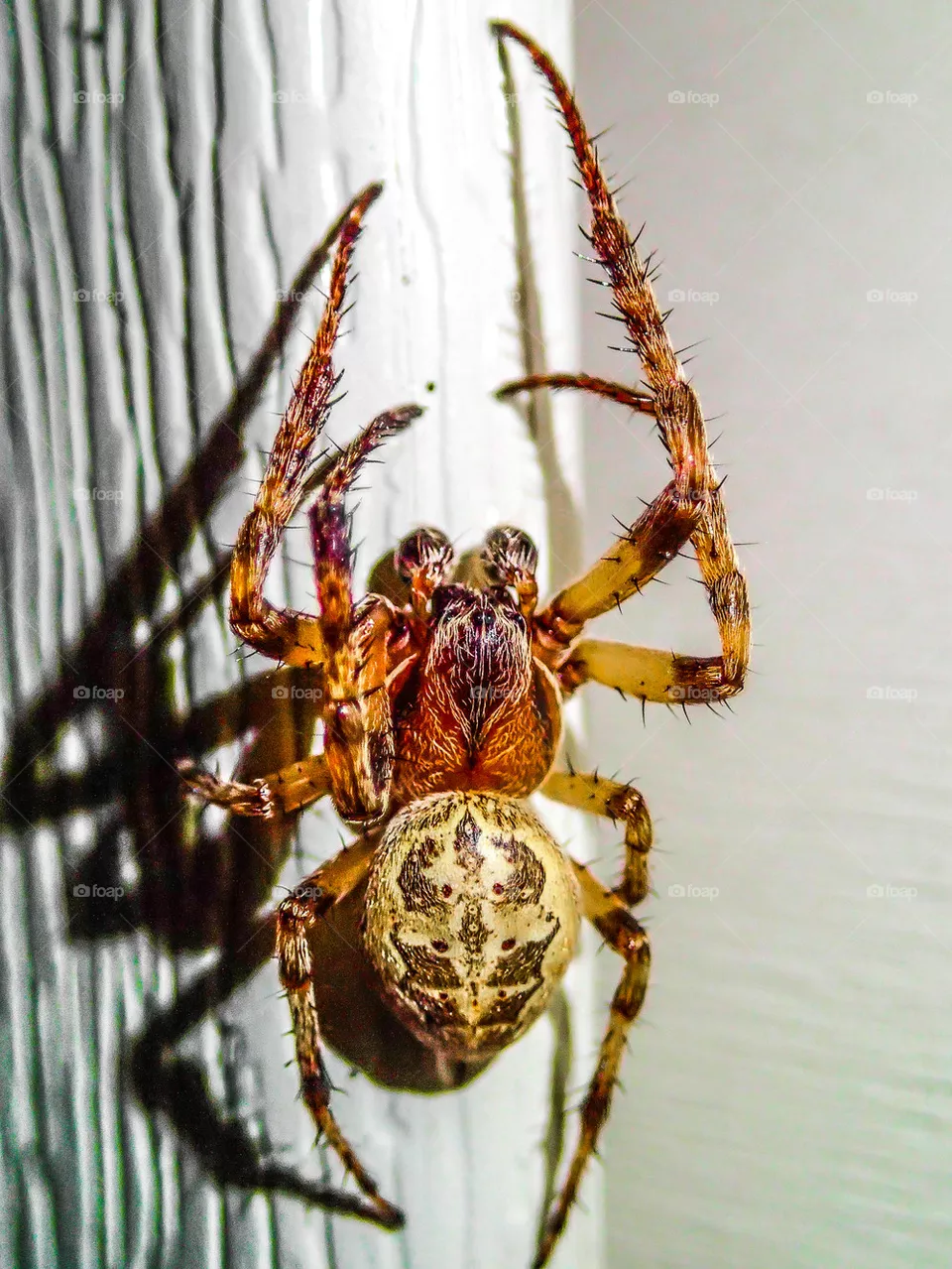 spider
