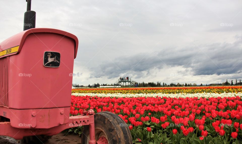 Farm tulips 