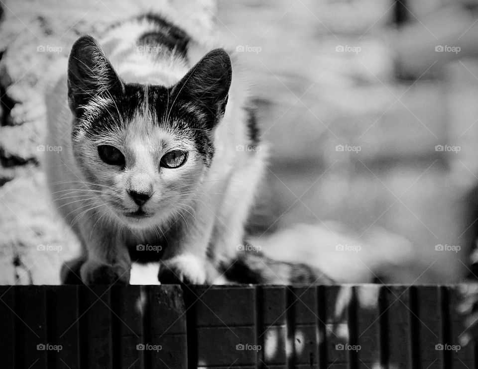 Cat on the street