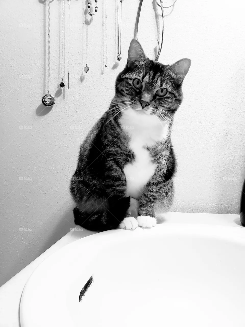 curious cat