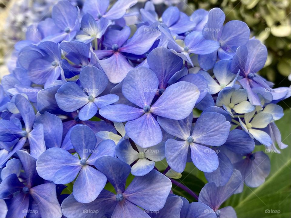 Summer hydrangeas between blue and purple 
