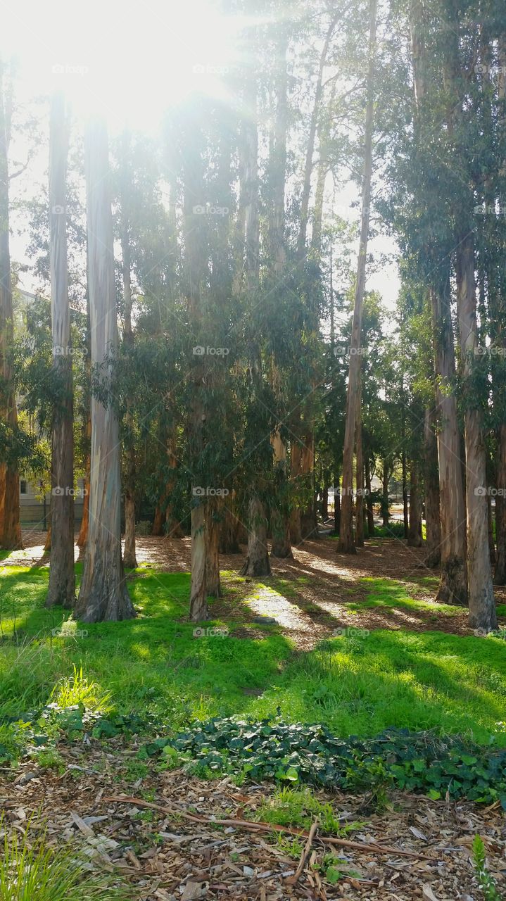 California eucalyptus grove, IC