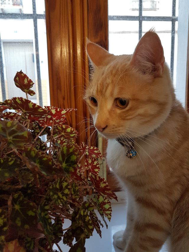 cat