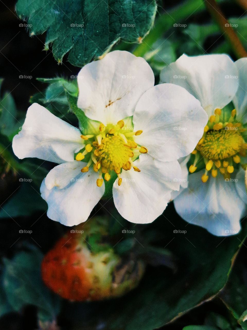 strawberry blossom