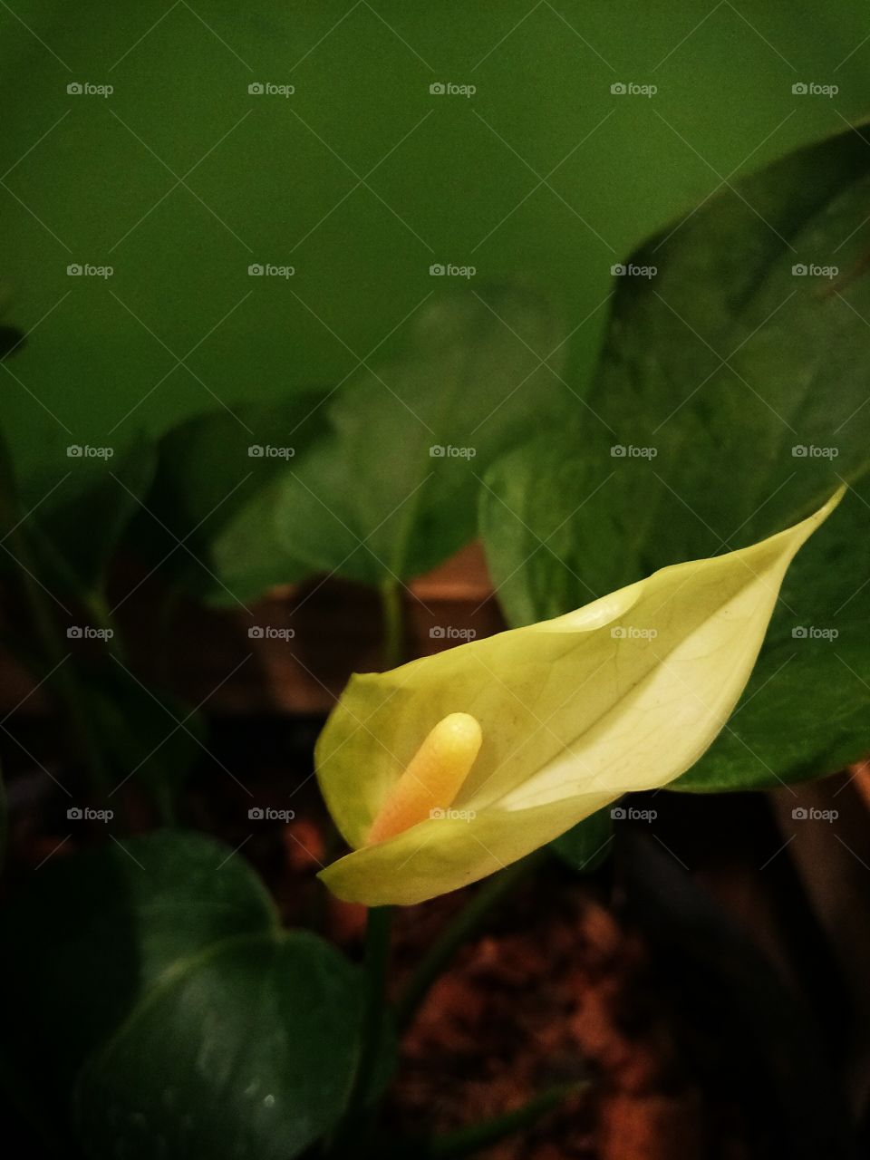 anthurium
flower
