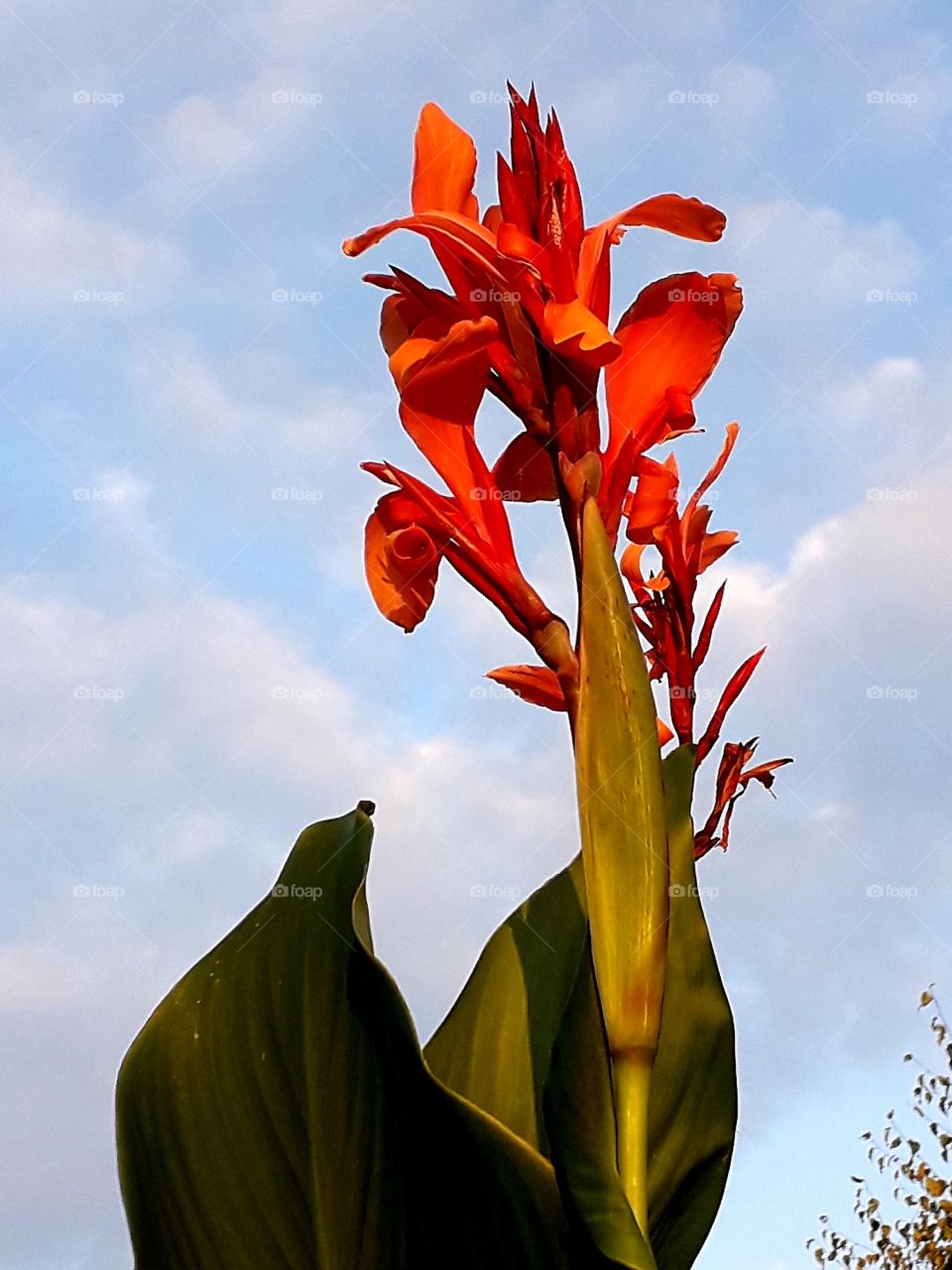 walk at golden hour - sunlit flower of canna against blue sky