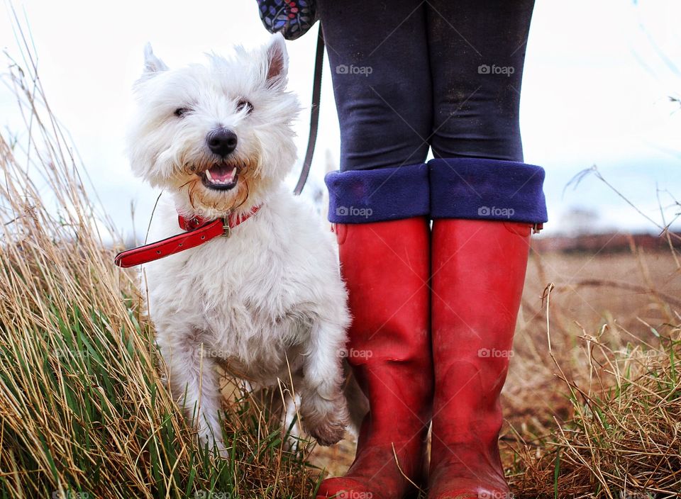 A Westie dog looking straight at the camera next to his owners red wellies whilst on a long walk.